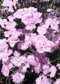 Dianthus gratianopolitanus 'Bewitched'